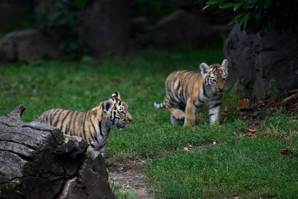 Der Zoo lädt zu einem gemütlichen Frühstück ein.