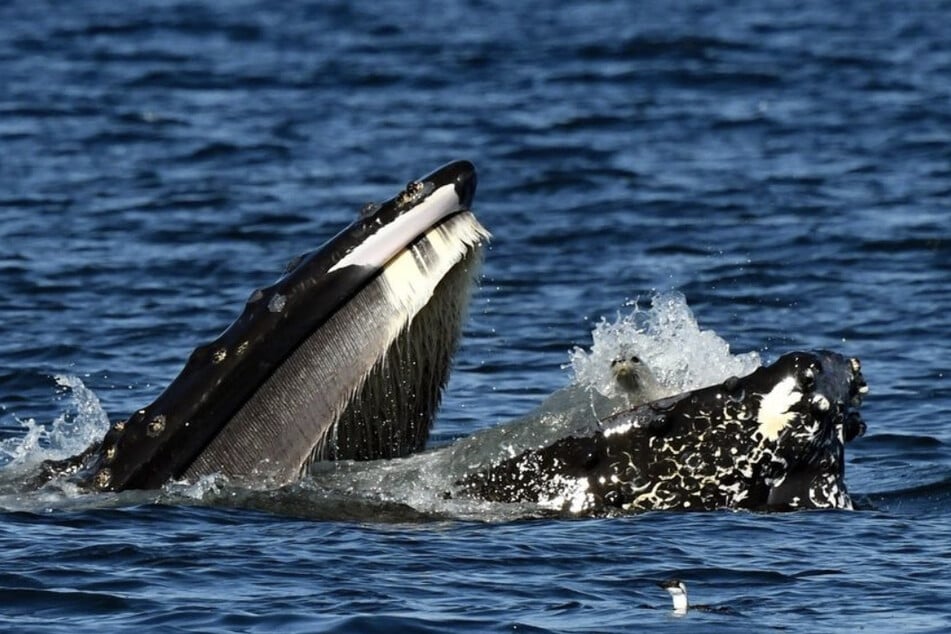 A whale-watching tour in Washington took a wild turn as a humpback whale decided to have a very special meal.