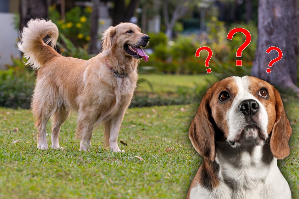 What do dogs think about on a day-to-day basis? Food, squirrels, humans?