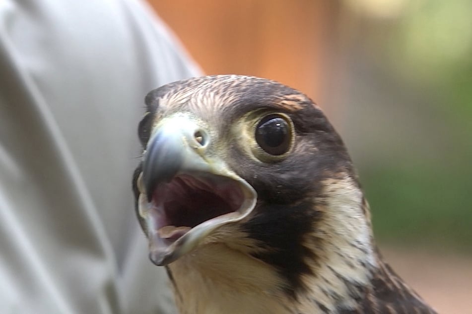 Die verletzte Falkendame wurde vor einigen Monaten angeschossen und erholte sich seitdem im Biosphärenreservat Drömling.