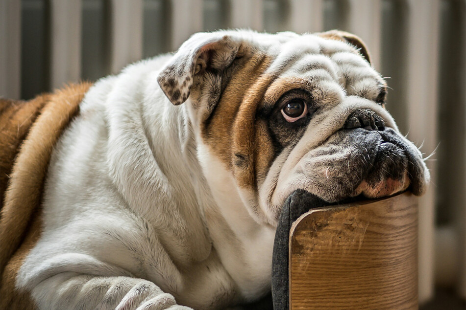 Bulldogs are incredibly big, heavy, and lazy.
