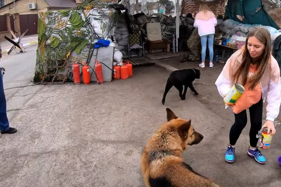 Frau sieht Hunde an Kontrollposten in der Ukraine: Dann dämmert ihr der traurige Grund