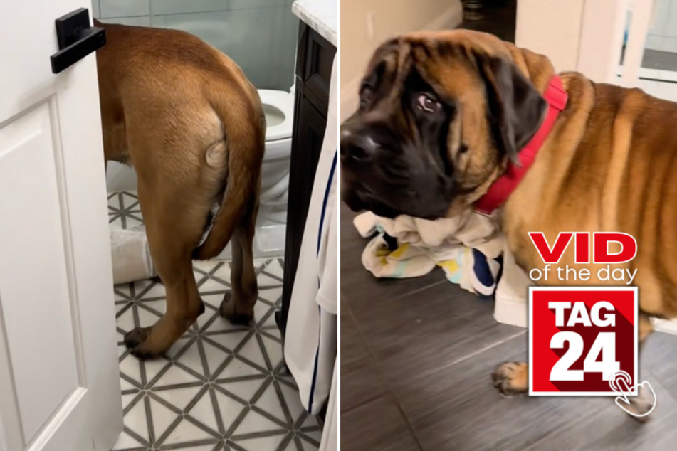viral videos: Viral Video of the Day for May 10, 2024: Giant dog needs help getting out of bathroom