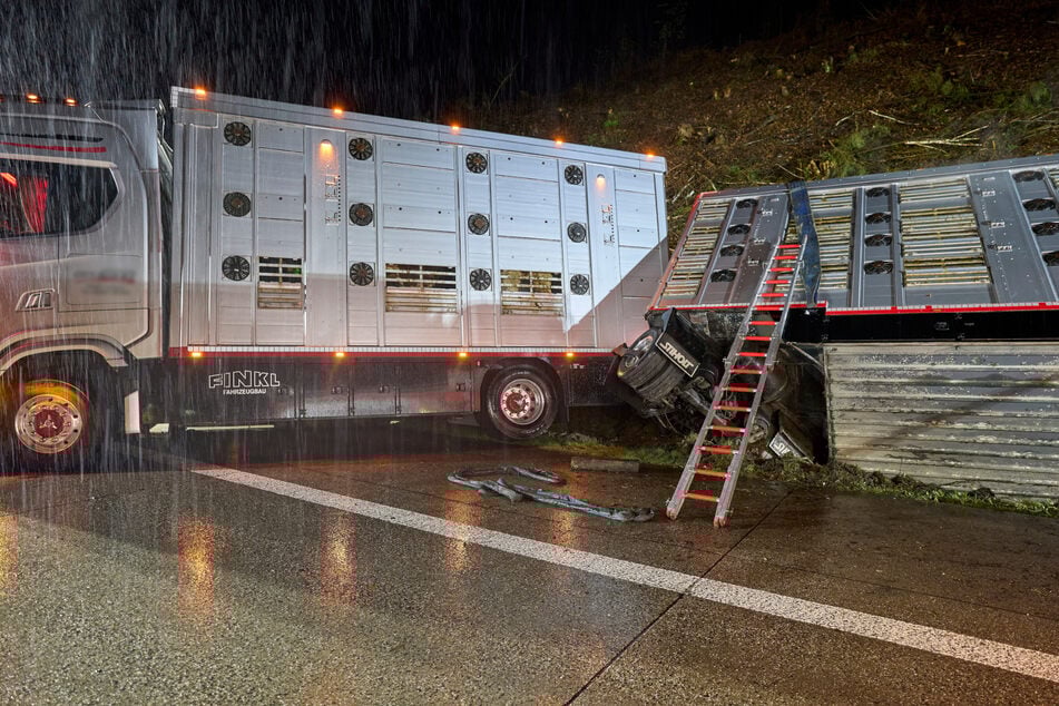 Unfall A3: Lange Staus auf A3: Transporter mit rund 40 Rindern hängt in Böschung