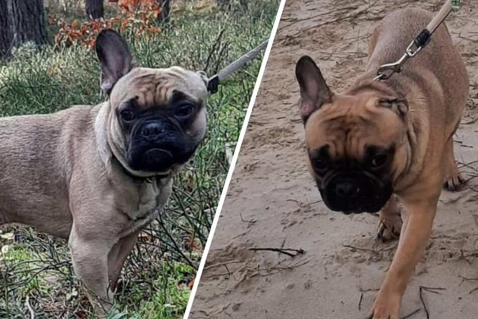 Balu ist noch nicht mal zwei Jahre alt und hat schon eine schwierige Zeit hinter sich.