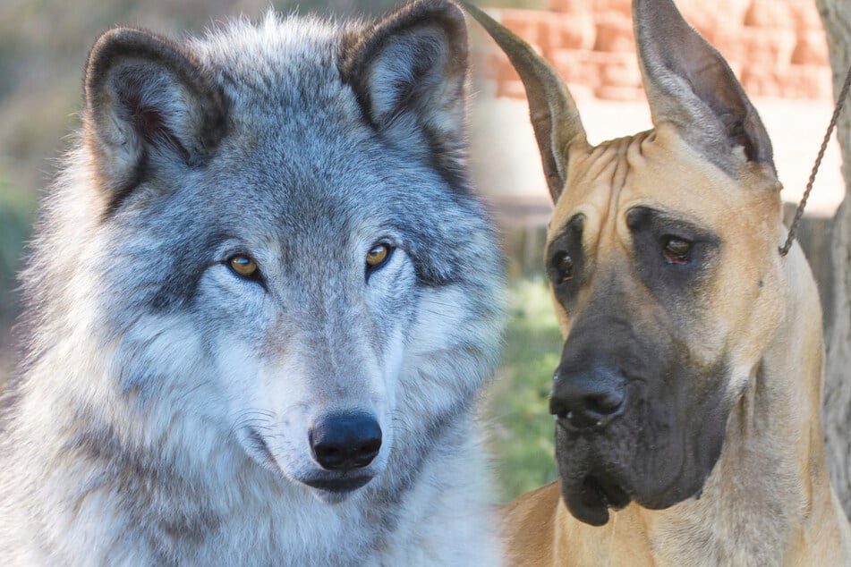Ein DNA-Test zeigte: Macie ist ein Mix aus Deutscher Dogge, Wolf und Schäferhund. (Symbolbild)
