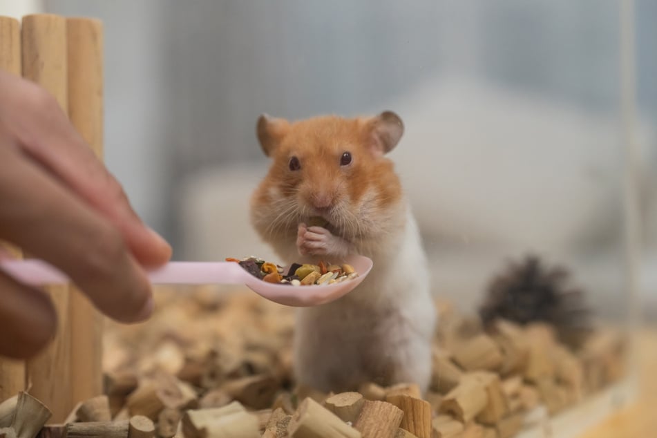 Die aushelfende Person sollte klare Anweisungen zur Hamsterversorgung erhalten.