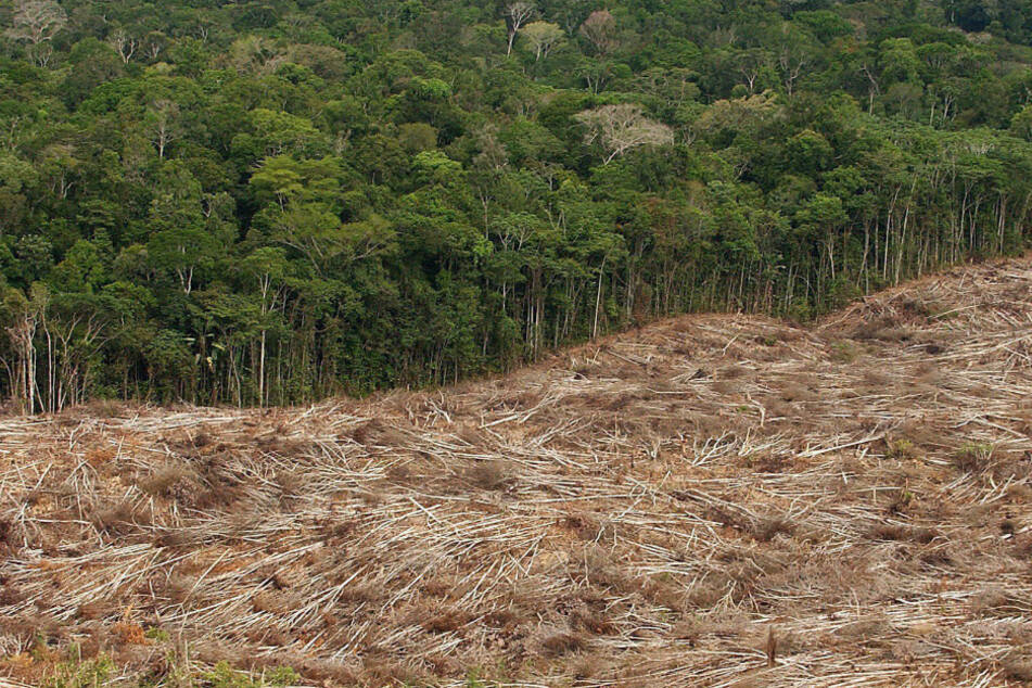 Etwa ein Fünftel der jährlichen Exporte von Soja und Rindfleisch aus Brasilien in die Europäische Union stehen in Zusammenhang mit illegaler Abholzung im Amazonas-Gebiet.
