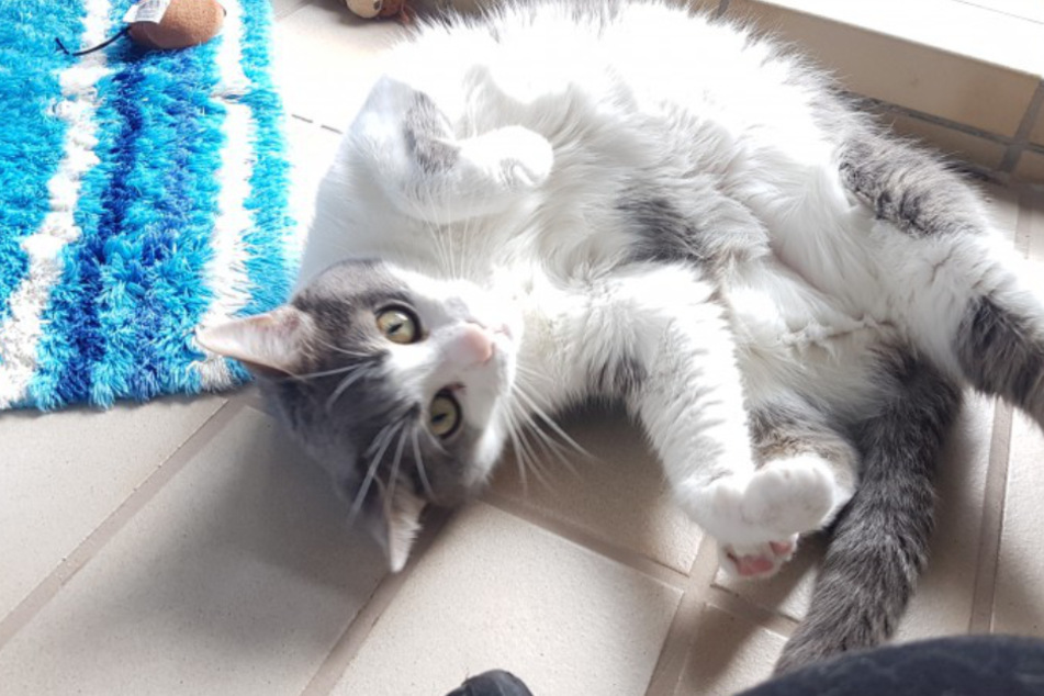Kater Samy hat öfters zugebissen.
