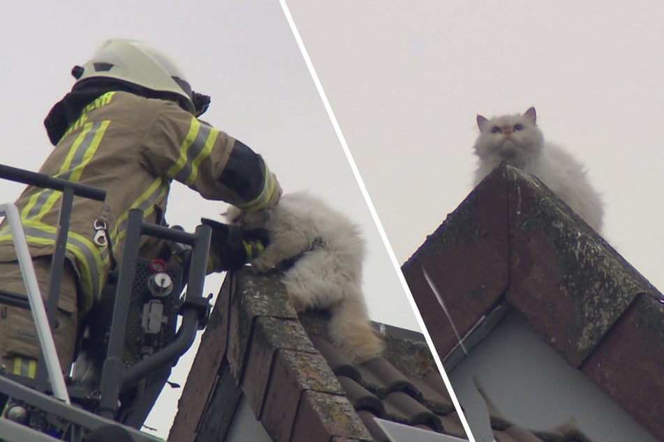 Perserkatze in aussichtsloser Lage: Feuerwehr rettet Mischa von Dach
