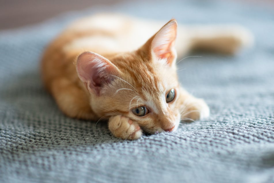 Der tödliche Erreger wurde bei mehreren verstorbenen Katzen nachgewiesen. (Symbolbild)