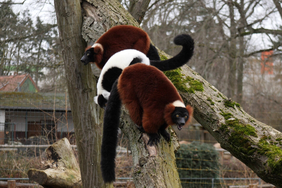 Zwei rote Varis und ein schwarz-weißer Vari zogen vor Kurzem im Zoo Magdeburg ein.