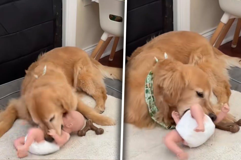 Böser Hudson! Der Golden Retriever Macht Sich über Die Babypuppe Her.