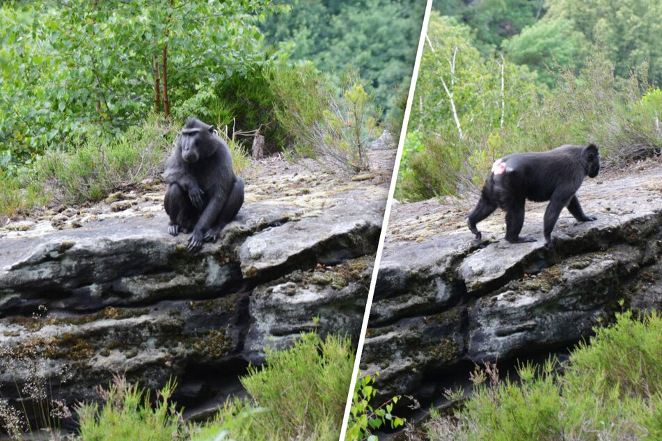 Dieser ausgebüxte Affe genoß die neue Freiheit im Elbsandsteingebirge nahe der sächsischen Grenze.