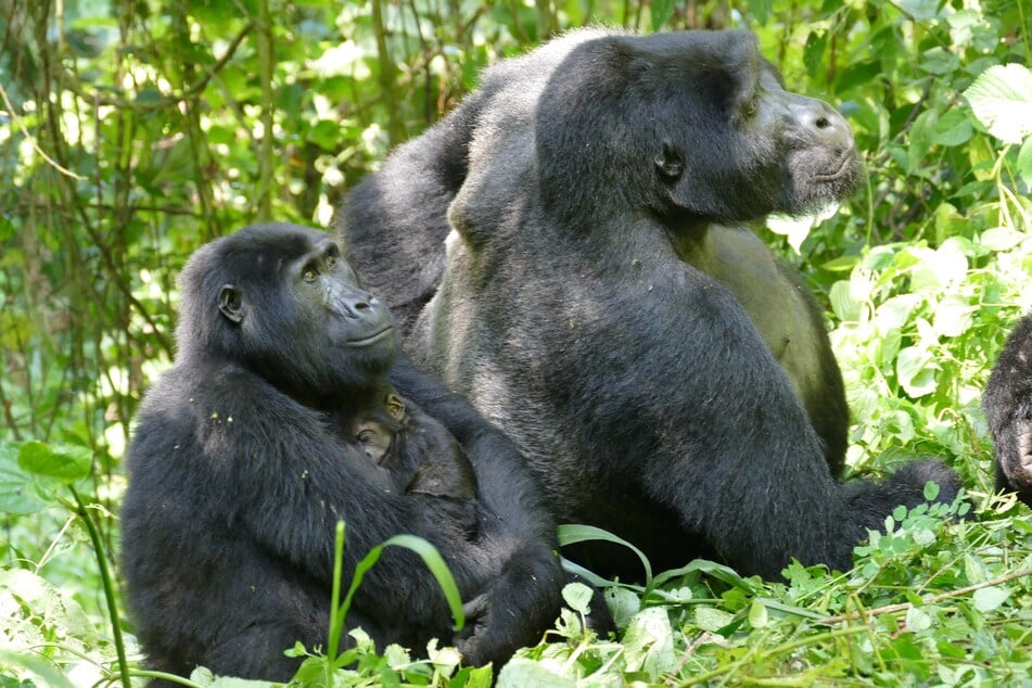Nicht viele Tierarten leben bedeutend länger, als sie sich fortpflanzen können - denn das scheint aus evolutionärer Sicht unsinnig zu sein. Warum ist das bei Walen, Menschen und Gorillas anders?