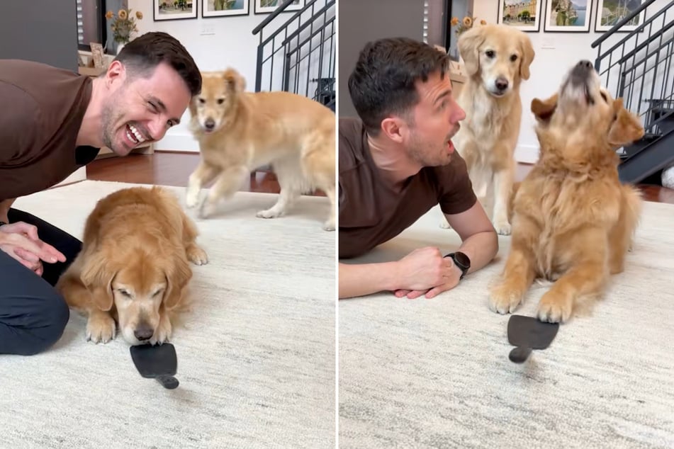 Herrchen versucht, Golden Retriever Trick beizubringen: Kurz darauf traut er seinen Augen nicht