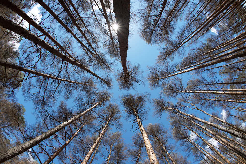 Ein verletzter Mann musste stundenlang in einem Wald in Oberbayern ausharren. (Symbolbild)