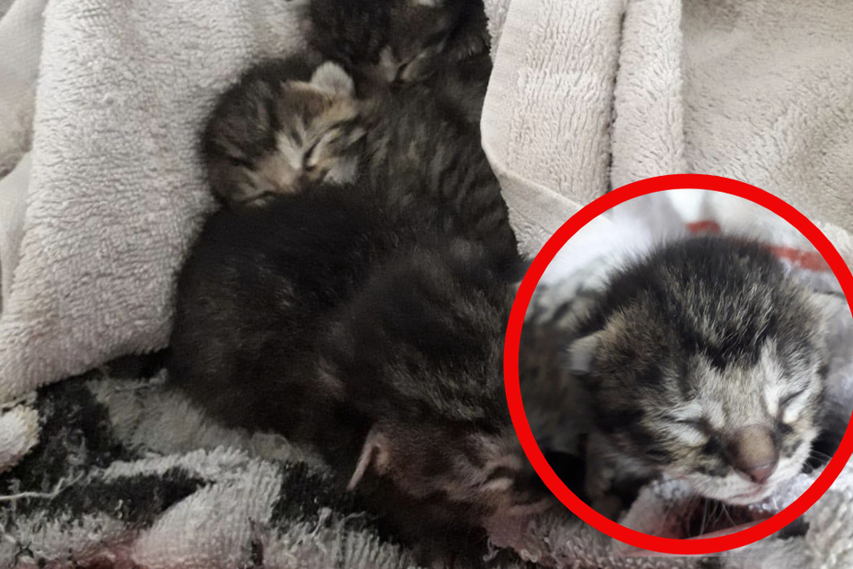 Die fünf Kitten sind glücklicherweise wohlauf.