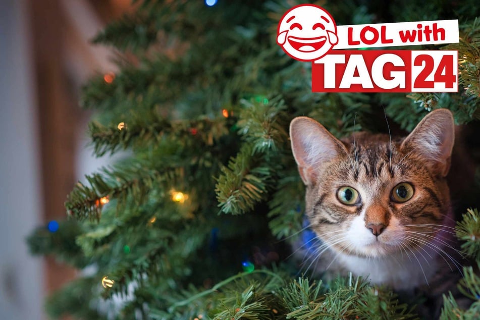 Joke of the Night for December 20, 2025: A Christmas cat funny