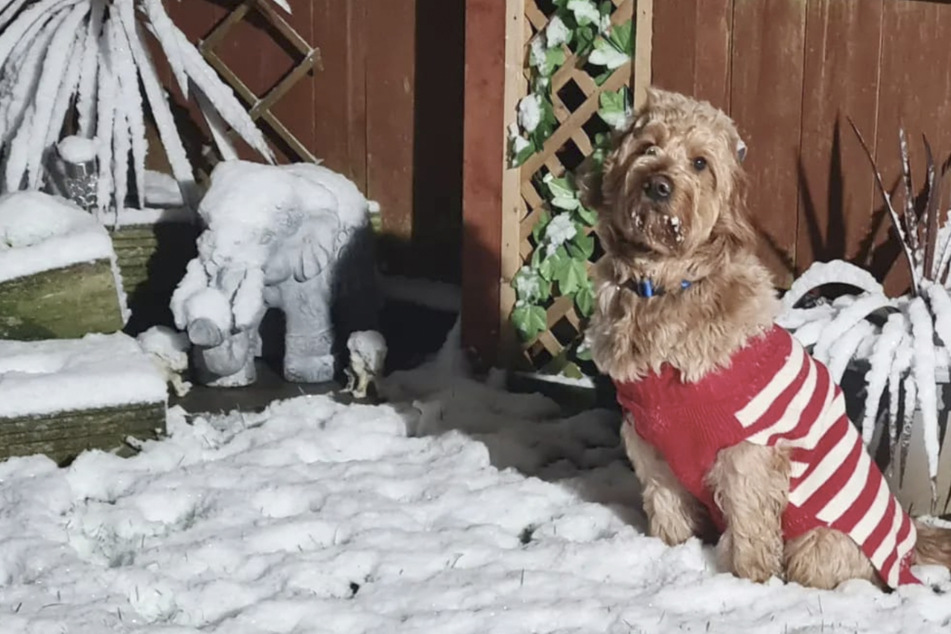 Dass der Hund nie wieder so niedlich im Schnee sitzen wird, bereitet seinen Besitzern seelische und körperliche Schmerzen.