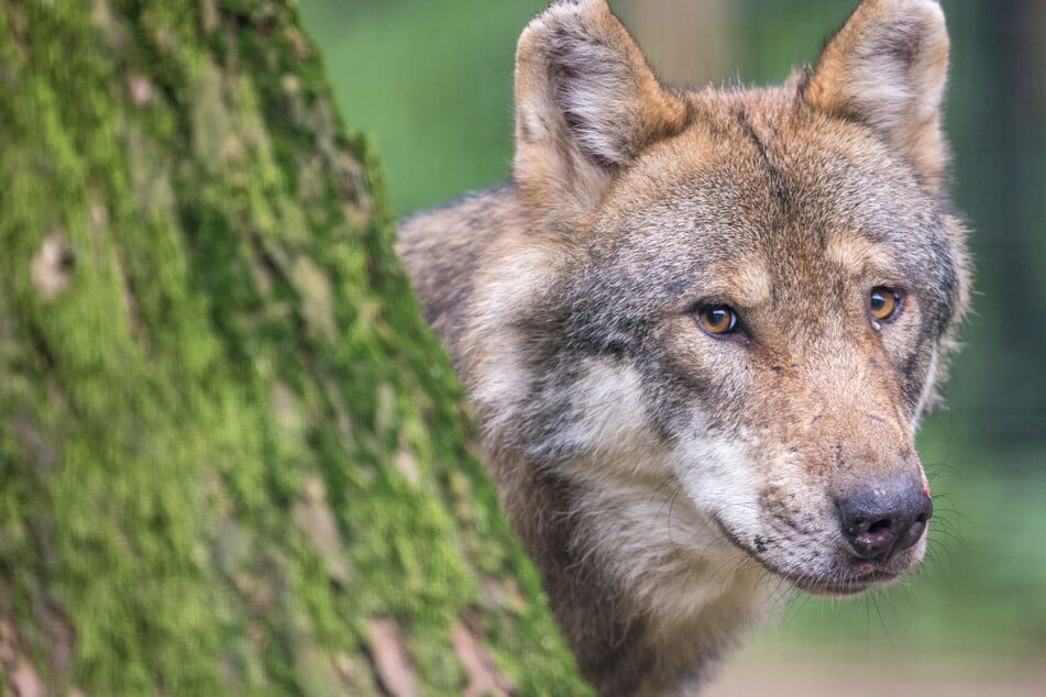 Wölfe: Verdacht auf illegale Tötungen in Sachsen: Wölfe werden Opfer von Wilderern