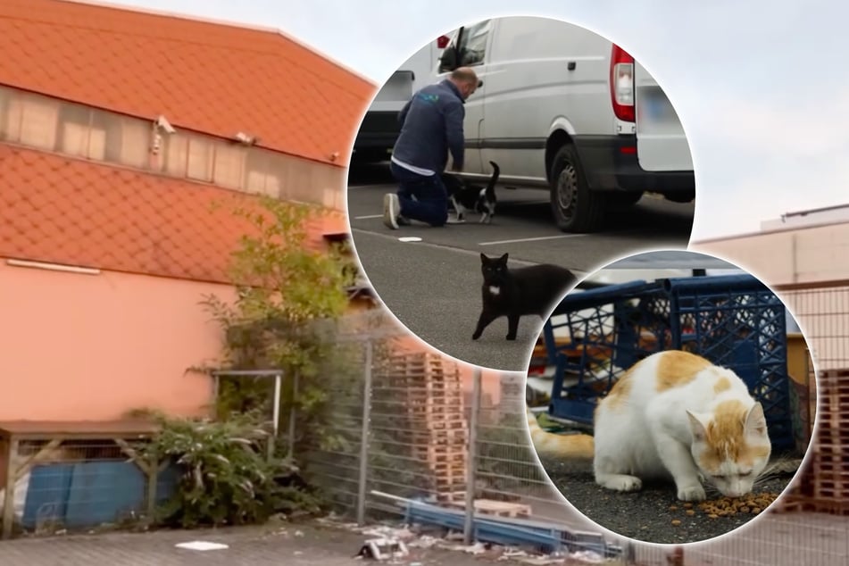 Köln: Hunderte Katzen sollen ihr Zuhause verlieren: Tierschützer schlagen Alarm