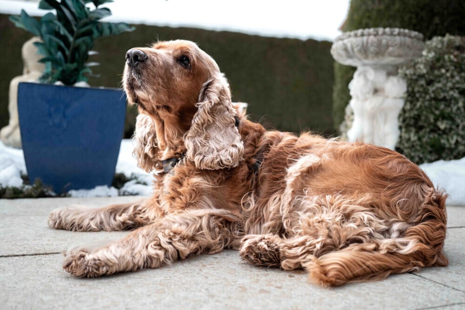 Cockerspaniel Benny muss mit neun Jahren noch mal von vorne anfangen. Wer schenkt ihm ein Happy End?