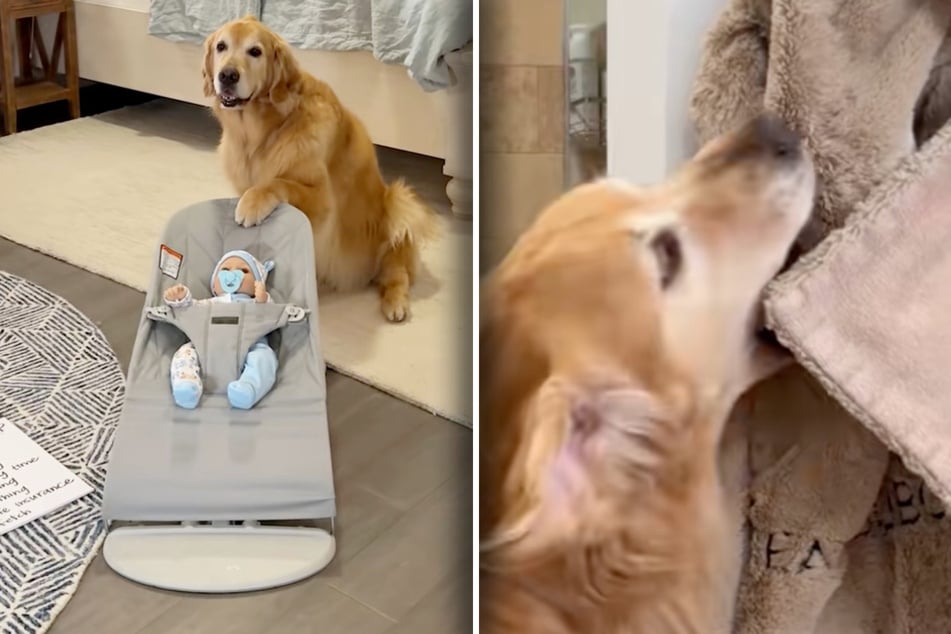Golden-Retriever-Dame Ellie (l.) bereitet sich schonmal auf das Wippen des Babys vor. Auch das Handtuch holt sie in einem Testlauf.