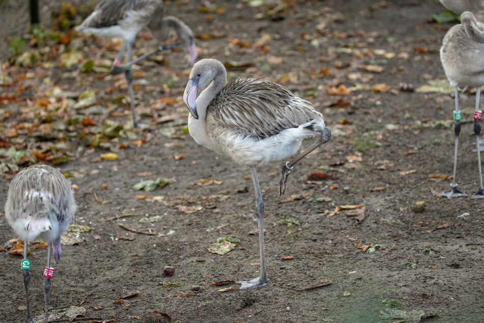 In etwa zwei Monaten werden die Kleinen in die große Flamingo-Schar eingegliedert.