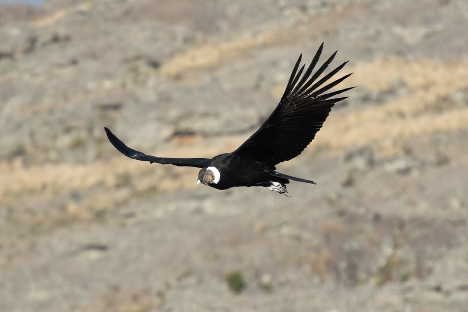Der Kondor - größter Vogel der Welt? Das nicht, aber der Andenkondor ist einer der größten.