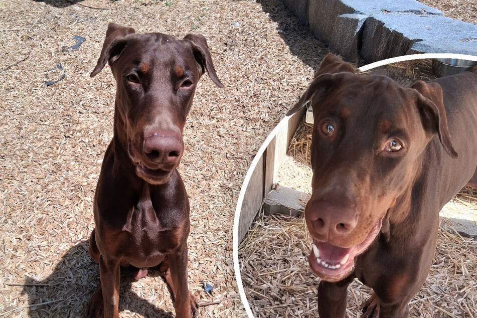 Besitzer hat keine Zeit mehr für Hund: Gibt es trotzdem ein Happy End für Pablo?