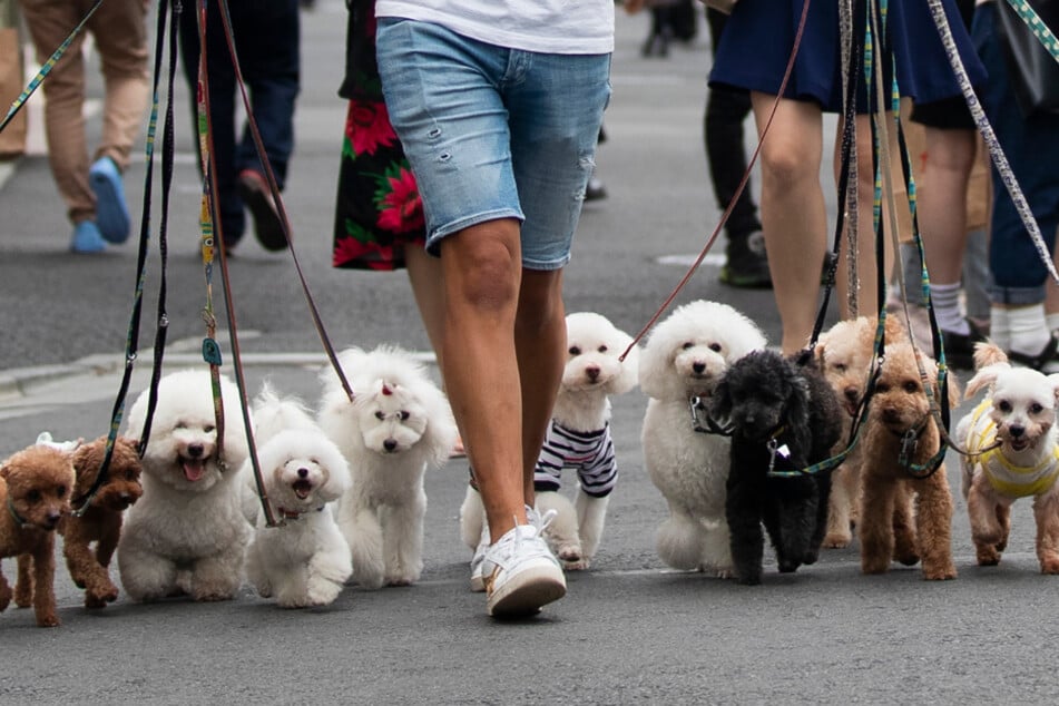 Am Samstag ziehen Hundeliebhaber bei der "Paw Parade" für den guten Zweck durch die Sternschanze in Hamburg. (Symbolbild)