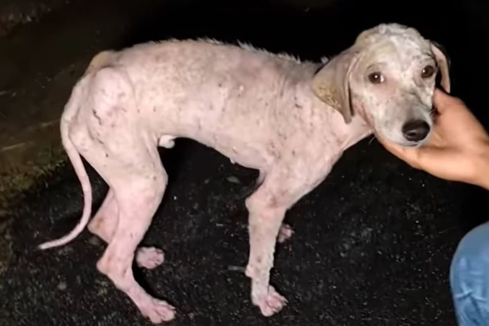 Hund ohne Fell irrt nackt umher: Wochen später sieht er ganz anders aus