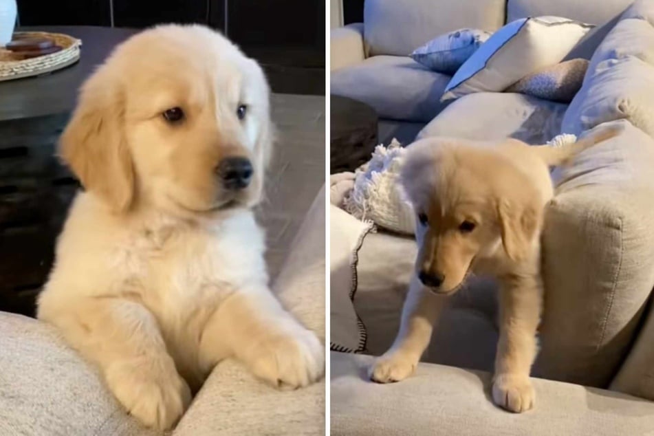 All hail Beau the Golden Retriever puppy, conquerer (and destroyer) of the sofa!