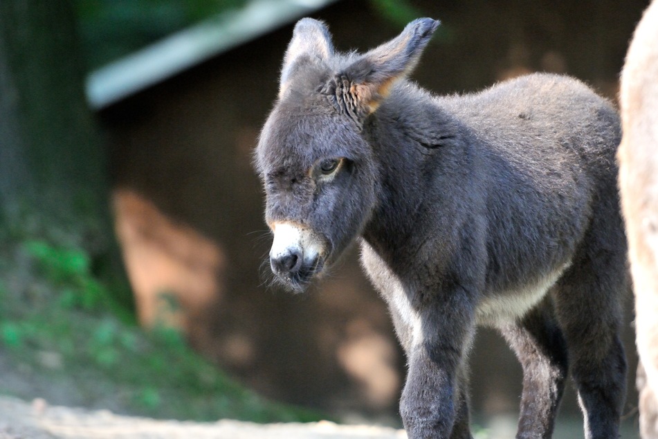 Esel, Schafe, Pferde und viele weitere Tiere sind im Naturpark Köbe zu Hause.