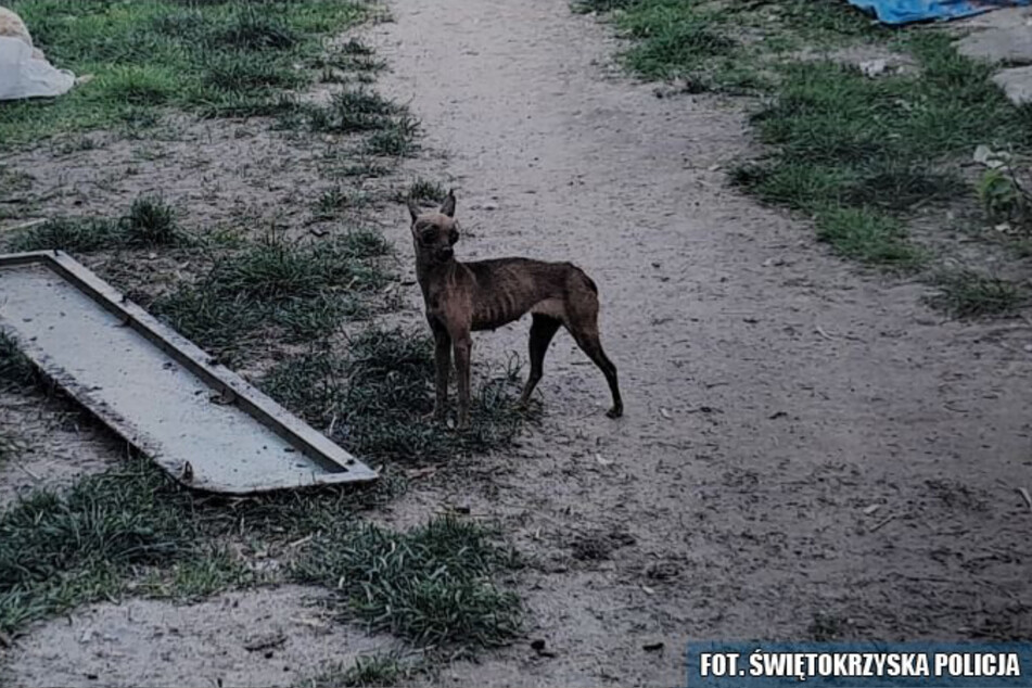 34 Hunde hausten unter schlechten Lebensbedingungen auf dem Grundstück eines 69-jährigen Mannes in Polen.