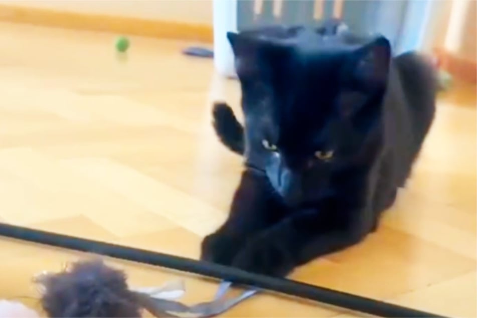 Katzenkind Luca ist erst wenige Monate alt und sollte einen grausamen Tod sterben.