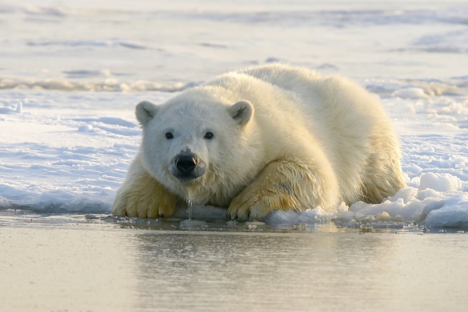 A young polar bear sits on the ice near its waterline.