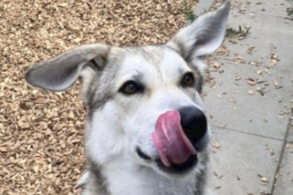 Dobby versteht sich am besten mit Hündinnen. Auch Frauen mag er deutlich lieber als Männer.