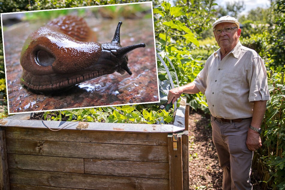 Schleimige Invasion: Spanische Wegschnecke frisst Sachsens Gärten leer