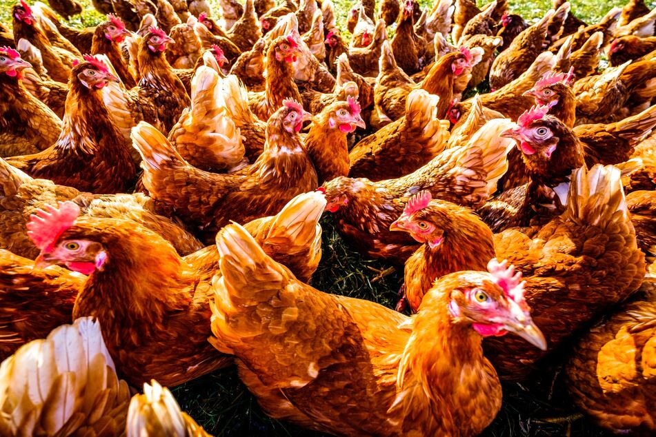 The Nebraska Department of Agriculture confirmed the 13th case of bird flu in the state and announced some 1.8 million chickens would have to be culled (file photo).