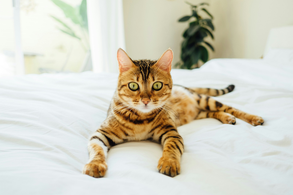 There's something extraordinary about the Bengal cat - and their coats are top of the list.