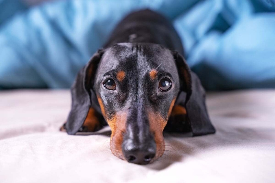 Dachshunds are friendly little creatures and always down for a cuddle.