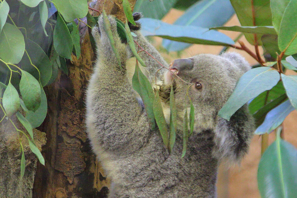 Koala-Dame Eerim wurde am Donnerstag gewogen.