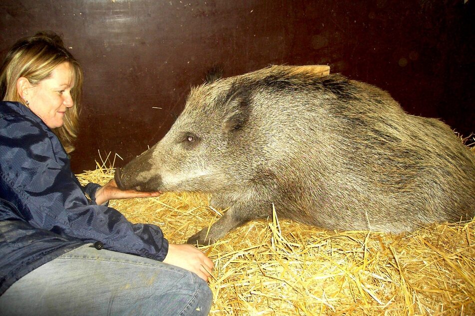 Ziehmama Michaela Z. kümmerte sich rührend um das Wildschwein.