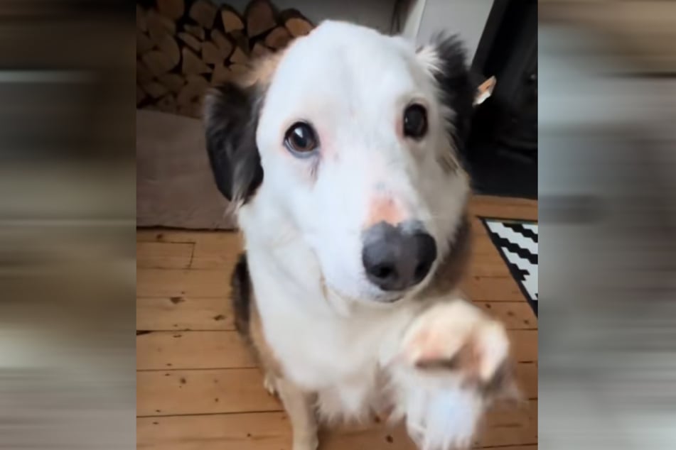 Sykes the dog makes Hannah laugh again and again by nuzzling up and sweetly offering her his paw.