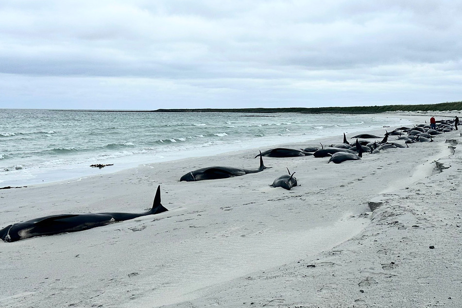 Auf den schottischen Orkney-Inseln sind 77 Grindwale gestrandet.