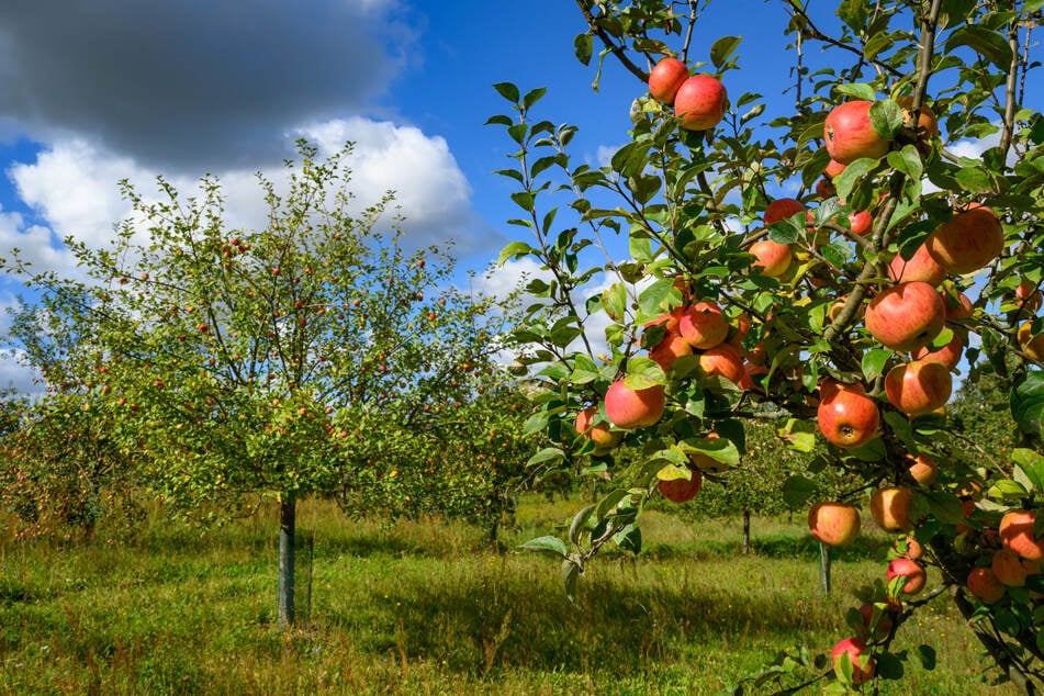Auf der Streuobstwiese in Sudenburg könnt Ihr Zirkuskünste ausprobieren. (Symbolbild)