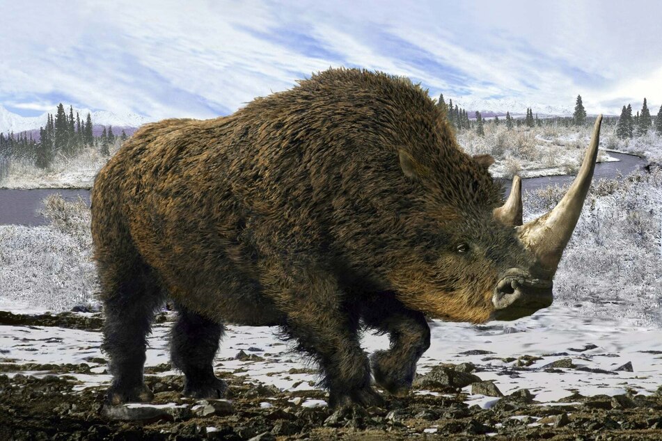 So soll das Wollnashorn - oder auch Coelodonta antiquitatis - ausgesehen haben.