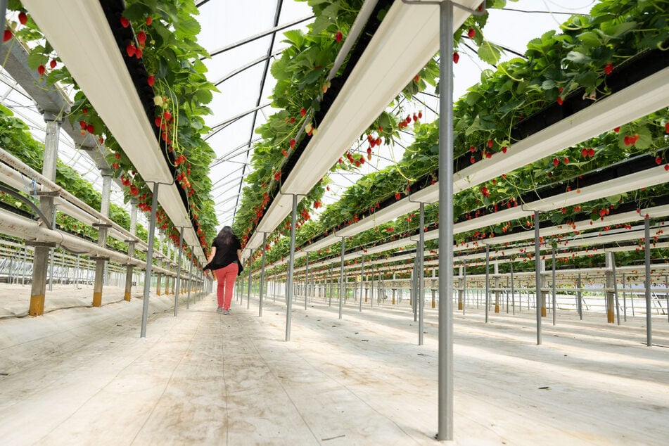 Bisher reiften sächsische Erdbeeren unter Folie oder im Gewächshaus. Ab sofort gibt es die Früchte auch vom Freiland.